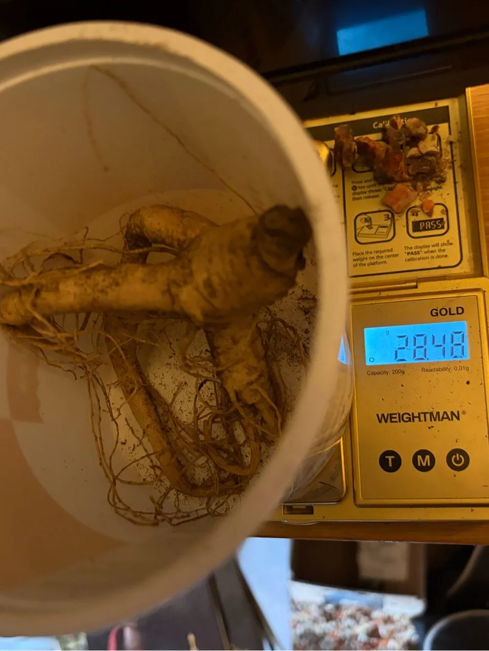 Fresh Wild American Ginseng From 5+ Year Old Plant Root Weighs 1 Ounce (28.48Gr) - Picture 2 of 2